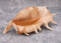 Giant Spider Conch Seashell XL Lambis Truncata (1 shell 8-10+ inches) B GRADE Great Value For Decor, Arts, Crafts & Collecting!