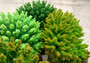 Green FAUX Table Coral - Acropora Hyacinthus - (1 FAUX Coral approx. 5Wx6Dx4T inches). Green thick fluffed coral set on rock. Copyright 2024 SeaShellSupply.com.