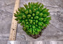 Green FAUX Table Coral - Acropora Hyacinthus - (1 FAUX Coral approx. 5Wx6Dx4T inches). Green thick fluffed coral set on rock. Copyright 2024 SeaShellSupply.com.