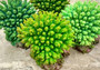Green FAUX Table Coral - Acropora Hyacinthus - (1 FAUX Coral approx. 5Wx6Dx4T inches). Green thick fluffed coral set on rock. Copyright 2024 SeaShellSupply.com.