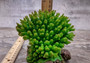 Green FAUX Table Coral - Acropora Hyacinthus - (1 FAUX Coral approx. 5Wx6Dx4T inches). Green thick fluffed coral set on rock. Copyright 2024 SeaShellSupply.com.