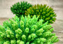 Green FAUX Table Coral - Acropora Hyacinthus - (1 FAUX Coral approx. 5Wx6Dx4T inches). Green thick fluffed coral set on rock. Copyright 2024 SeaShellSupply.com.