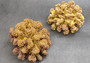 Yellow Rose FAUX Cluster Coral - Pocillopora Elegans - 1 faux coral approx. 5Wx3Dx4T with some dark pink arms on light background Copyright 2022 SeaShellSupply.com.