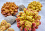 Yellow Rose FAUX Cluster Coral Pocillopora Elegans (1 FAKE Coral approx. 5Wx3Dx4T)
