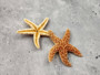 Golden Brown Sugar Starfish Piaster Ochraceus (2 starfish approx. 2+ inches) Yellow Tan Sugar Starfish for coastal crafting art & decor! Copyright 2025 SeaShellSupply.com.