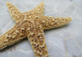 Small Sugar Starfish Piaster Ochraceus (2 starfish approx. 2+ inches) Perfect shells for coastal crafting décor & collections!