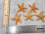 Golden Brown Sugar Starfish Piaster Ochraceus (2 starfish approx. 2+ inches) Yellow Tan Sugar Starfish for coastal crafting art & decor! Copyright 2025 SeaShellSupply.com.