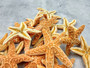 Golden Brown Sugar Starfish Piaster Ochraceus (2 starfish approx. 2+ inches) Yellow Tan Sugar Starfish for coastal crafting art & decor! Copyright 2025 SeaShellSupply.com.