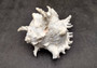 Ramose Murex Seashell Chicoreus Ramosus (1 shell approx. 7+ inches) Perfect shells for coastal crafting décor & collections! White spiral spiked shell. Copy right 2025 SeaShellSupply.com\n