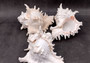 Ramose Murex Seashell Chicoreus Ramosus (1 shell approx. 7+ inches) Perfect shells for coastal crafting décor & collections! White spiral spiked shell. Copy right 2025 SeaShellSupply.com\n