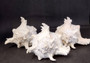 Ramose Murex Seashell Chicoreus Ramosus (1 shell approx. 7+ inches) Perfect shells for coastal crafting décor & collections! White spiral spiked shell. Copy right 2025 SeaShellSupply.com\n