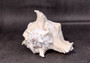 Ramose Murex Seashell Chicoreus Ramosus (1 shell approx. 7+ inches) Perfect shells for coastal crafting décor & collections! White spiral spiked shell. Copy right 2025 SeaShellSupply.com\n