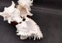 Ramose Murex Seashell Chicoreus Ramosus (1 shell approx. 7+ inches) Great shells for coastal crafting décor & collections!