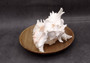 Ramose Murex Seashell Chicoreus Ramosus (1 shell approx. 7+ inches) Perfect shells for coastal crafting décor & collections! White spiral spiked shell. Copy right 2025 SeaShellSupply.com\n