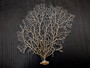 White Sea Fan Coral Gorgonia Ventalina (1 fan approx. 5-6+ inches) Adorable sea fan for any coastal projects or as a collection addition! Pale wide branching coral fan. Copy right 2024 SeaShellSupply.com