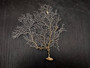 White Sea Fan Coral Gorgonia Ventalina (1 fan approx. 5-6+ inches) Adorable sea fan for any coastal projects or as a collection addition! Pale wide branching coral fan. Copy right 2024 SeaShellSupply.com