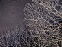 White Sea Fan Coral Gorgonia Ventalina (1 fan approx. 5-6+ inches) Adorable sea fan for any coastal projects or as a collection addition! Pale wide branching coral fan. Copy right 2024 SeaShellSupply.com
