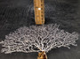White Sea Fan Coral Gorgonia Ventalina (1 fan approx. 5-6+ inches) Adorable sea fan for any coastal projects or as a collection addition! Pale wide branching coral fan. Copy right 2024 SeaShellSupply.com