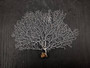 White Sea Fan Coral Gorgonia Ventalina (1 fan approx. 5-6+ inches) Adorable sea fan for any coastal projects or as a collection addition! Pale wide branching coral fan. Copy right 2024 SeaShellSupply.com