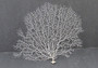 White Sea Fan Coral Gorgonia Ventalina (1 fan approx. 5-6+ inches)