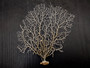 White Sea Fan Coral Gorgonia Ventalina (1 fan approx. 6-7+ inches) Adorable sea fan for any coastal projects or as a collection addition!