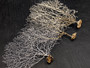White Sea Fan Coral Gorgonia Ventalina (1 fan approx. 6-7+ inches) Adorable sea fan for any coastal projects or as a collection addition!