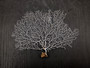 White Sea Fan Coral Gorgonia Ventalina (1 fan approx. 6-7+ inches) Adorable sea fan for any coastal projects or as a collection addition!