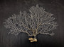 White Sea Fan Coral Gorgonia Ventalina (1 fan approx. 6-7+ inches) Adorable sea fan for any coastal projects or as a collection addition!
