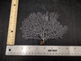 White Sea Fan Coral Gorgonia Ventalina (1 fan approx. 6-7+ inches) Adorable sea fan for any coastal projects or as a collection addition!