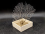 White Sea Fan Coral Gorgonia Ventalina (1 fan approx. 6-7+ inches) Adorable sea fan for any coastal projects or as a collection addition!