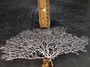 White Sea Fan Coral Gorgonia Ventalina (1 fan approx. 6-7+ inches) Adorable sea fan for any coastal projects or as a collection addition!