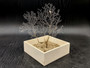 White Sea Fan Coral Gorgonia Ventalina (1 fan approx. 6-7+ inches) Adorable sea fan for any coastal projects or as a collection addition!