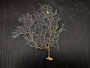 White Sea Fan Coral Gorgonia Ventalina (1 fan approx. 6-7+ inches) Adorable sea fan for any coastal projects or as a collection addition!