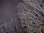 White Sea Fan Coral Gorgonia Ventalina (1 fan approx. 6-7+ inches) Adorable sea fan for any coastal projects or as a collection addition!