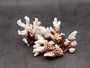 Medium Coral Pieces (5 coral pieces approx. 3+ inches) Coral pieces to add to any coastal display or collection! Multiple different brown and white Coral pieces. Copy right 2025 SeaShellSupply.com