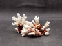 Medium Coral Pieces (5 coral pieces approx. 3+ inches) Coral pieces to add to any coastal display or collection! Multiple different brown and white Coral pieces. Copy right 2025 SeaShellSupply.com