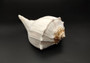 Left Handed Lightning Whelk Seashell Busycon Contrarium (1 shell approx. 8+ inches) Perfect shells for coastal crafting decor & collections! Light tan spiral shell with smaller spikes. Copy right 2024 SeaShellSupply.com