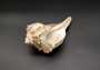 Left Handed Lightning Whelk Seashell Busycon Contrarium (1 shell approx. 8+ inches) Perfect shells for coastal crafting decor & collections! Light tan spiral shell with smaller spikes. Copy right 2024 SeaShellSupply.com