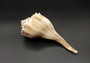 Left Handed Lightning Whelk Seashell Busycon Contrarium (1 shell approx. 8+ inches) Perfect shells for coastal crafting decor & collections! Light tan spiral shell with smaller spikes. Copy right 2024 SeaShellSupply.com