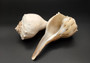 Left Handed Lightning Whelk Seashell Busycon Contrarium (1 shell approx. 8+ inches) Perfect shells for coastal crafting decor & collections! Light tan spiral shell with smaller spikes. Copy right 2024 SeaShellSupply.com