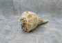 Lightning Whelk - Busycon Contrarium - (1 shell approx. 8-9 inches)