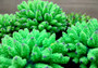 Green FAUX Finger Coral - Acropora Nasuta - (1 FAUX Coral approx. 4Wx3Tx4D inches) on light background. Copyright 2024 SeaShellSupply.com.