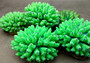 Green FAUX Finger Coral - Acropora Nasuta - (1 FAUX Coral approx. 4Wx3Tx4D inches) on light background. Copyright 2024 SeaShellSupply.com.