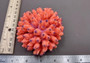 Orange FAUX Finger Coral Acropora Nasuta (1 FAKE Coral approx. 4Wx3Tx4D inches) Perfect coral for any coastal display! Orange round spike coral with a purple tip. Copyright 2024 SeaShellSupply.com.