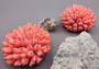 Orange Faux Finger Coral Acropora Nasuta - (1 Faux Coral approx. 4Wx3Tx4D inches)