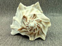 Left Handed Lightning Whelk Seashell Busycon Contrarium (1 shell approx. 7+ inches) Perfect shells for coastal crafting decor & collections! Light tan spiral shell with smaller spikes. Copy right 2024 SeaShellSupply.com