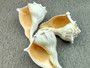 Left Handed Lightning Whelk Seashell Busycon Contrarium (1 shell approx. 7+ inches) Perfect shells for coastal crafting decor & collections! Light tan spiral shell with smaller spikes. Copy right 2024 SeaShellSupply.com