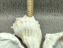 Left Handed Lightning Whelk Seashell Busycon Contrarium (1 shell approx. 7+ inches) Perfect shells for coastal crafting decor & collections! Light tan spiral shell with smaller spikes. Copy right 2024 SeaShellSupply.com