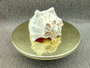 Left Handed Lightning Whelk Seashell Busycon Contrarium (1 shell approx. 7+ inches) Perfect shells for coastal crafting decor & collections! Light tan spiral shell with smaller spikes. Copy right 2024 SeaShellSupply.com