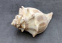 Right Handed Whelk Seashell Knobbed Dark Streaked Busycon Carica (1 shell approx. 5+ inches) Natural sea shells for display & collecting! Light tan spiral shell with smaller spikes. Copy right 2024 SeaShellSupply.com